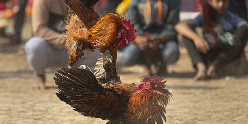 Những điểm quan trọng trong quá trình tham gia đá gà tại B88